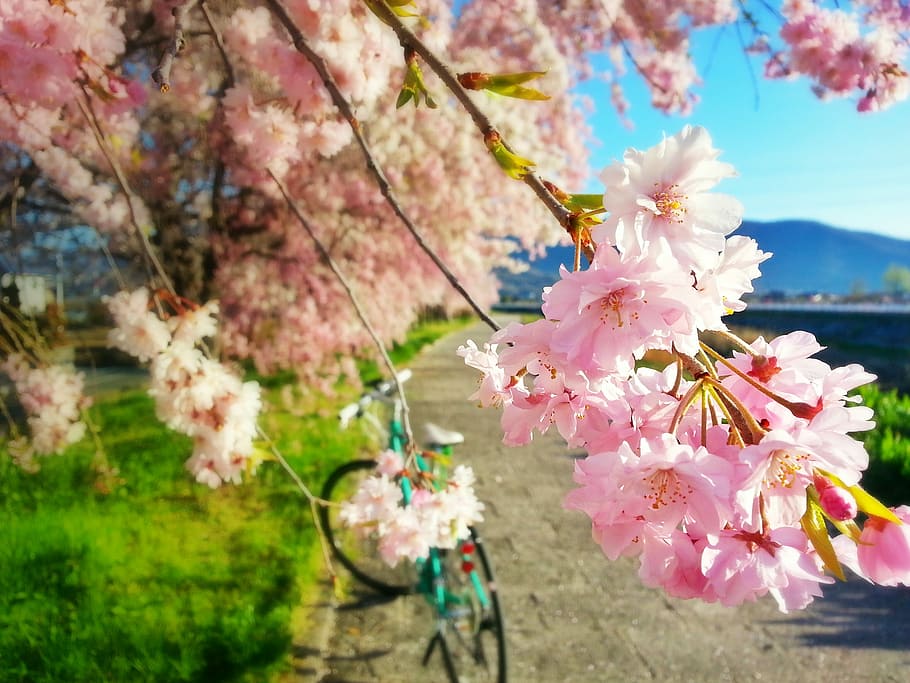 Cherry, Spring, Bike, Cherry Tree, flower, pink color, blossom HD wallpaper