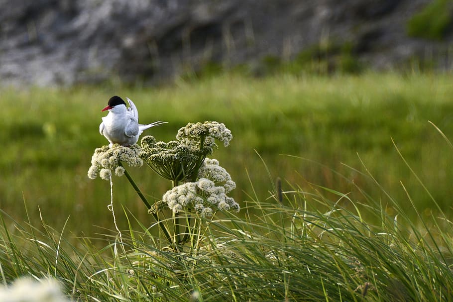 white and blue bird perched on white petaled flower, seagull HD wallpaper