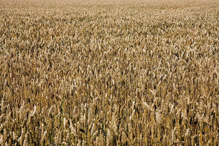 wheat, golden, wheat field, background, wallpaper, grain, crops HD wallpaper
