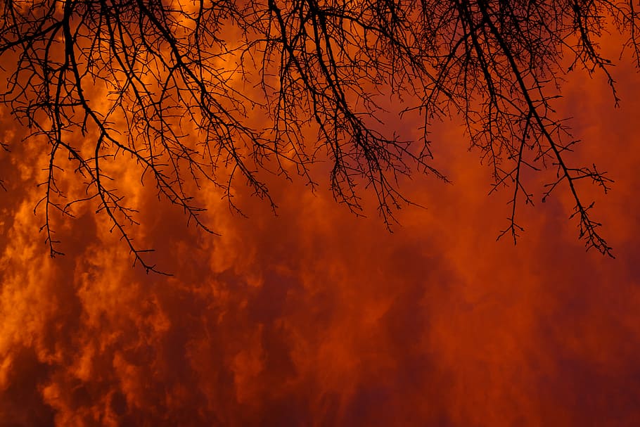 photo of leafless tree, trees under cloudy sky during dusk, smoke HD wallpaper