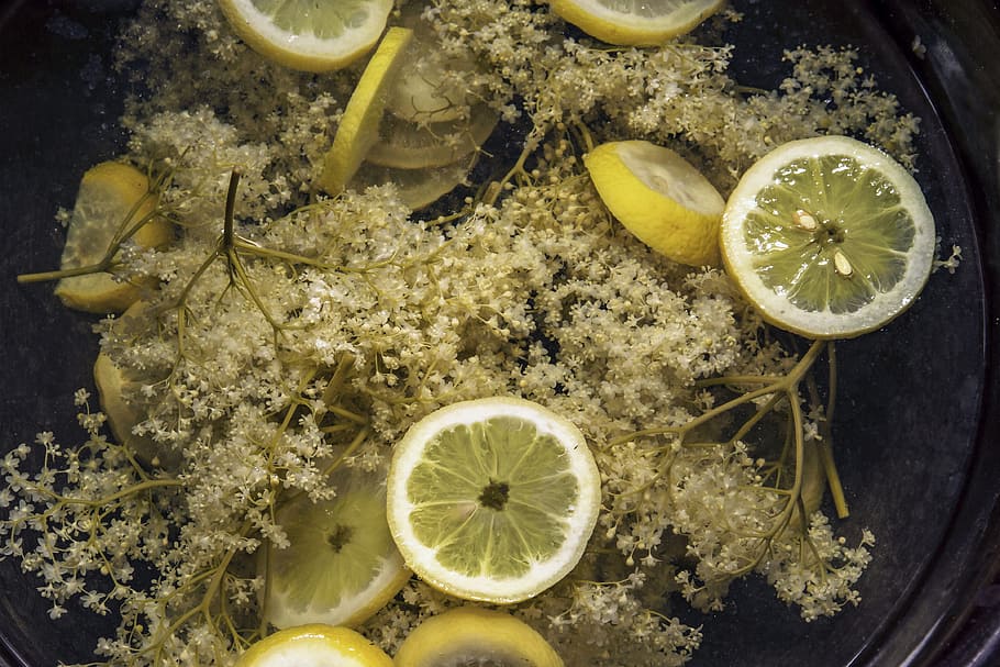 Elder, Sambucus, Lemon, Elderflower, musky herb greenhouse HD wallpaper