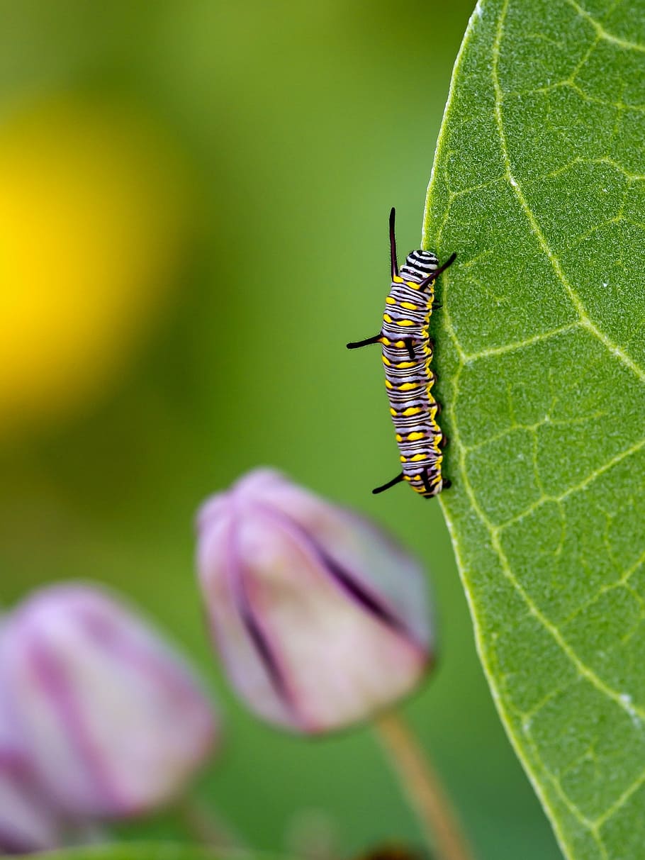 ttt, iii, ooo, insect, nature, plant, animal, close-up, macro HD wallpaper