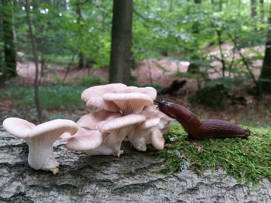 mushroom, slug, forest, agaric, mördarsnigel, tree, plant HD wallpaper