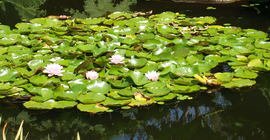 botanical garden, water lillies, nature, pond, lily, natural, HD wallpaper