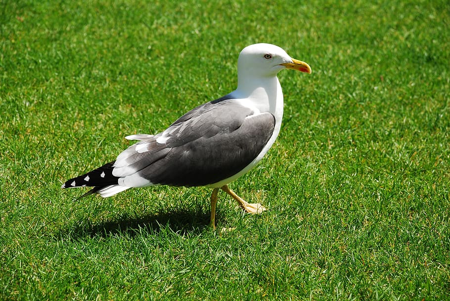 seagull, bird, seevogel, animals, animal themes, animals in the wild HD wallpaper