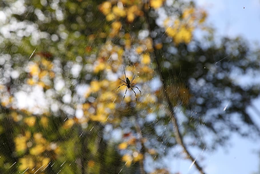 spider, nature, insect, bug, fear, animals in the wild, plant HD wallpaper