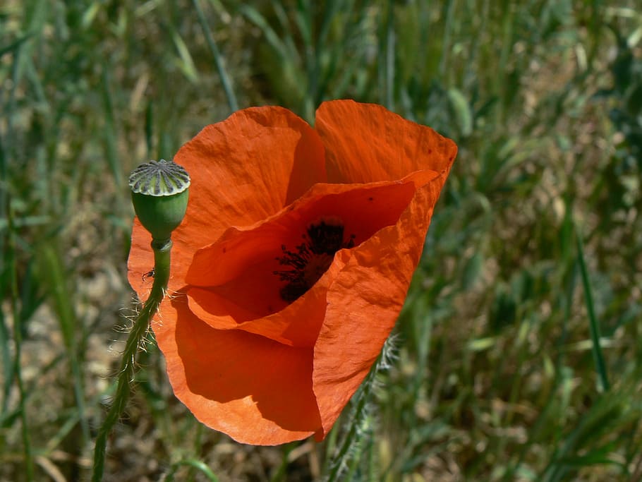 poppy, red, bud, grass, green, spring, blossom, flowers, papaver rhoeas HD wallpaper
