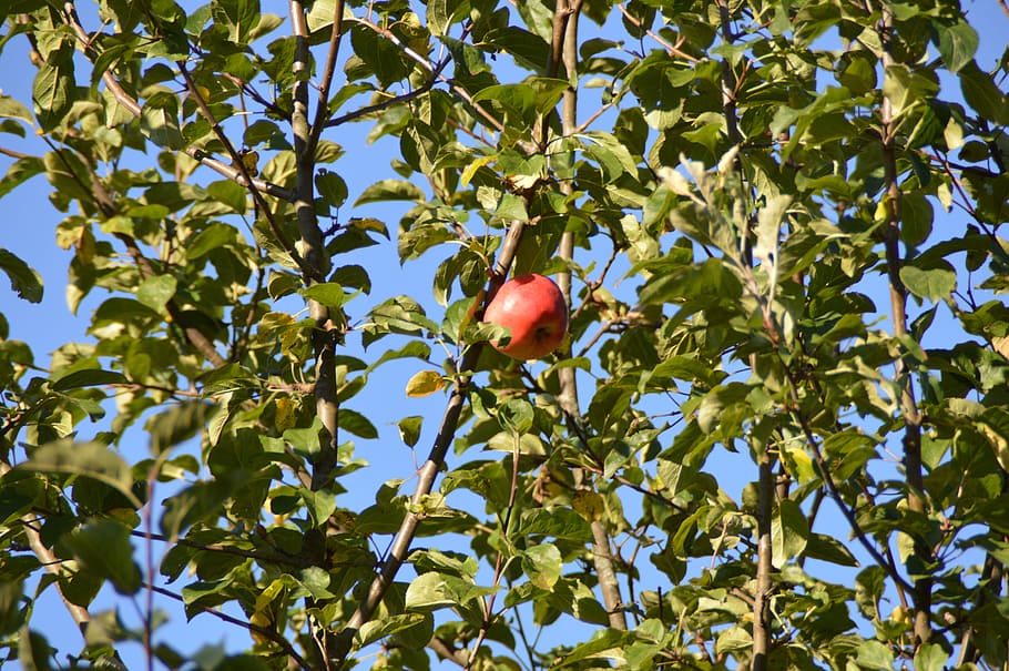 Apple Tree, Red, Fruit, Frisch, food and drink, healthy eating HD wallpaper