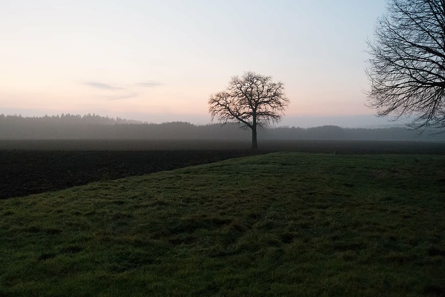tree, arable, abendstimmung, landscape, field, nature, sky HD wallpaper