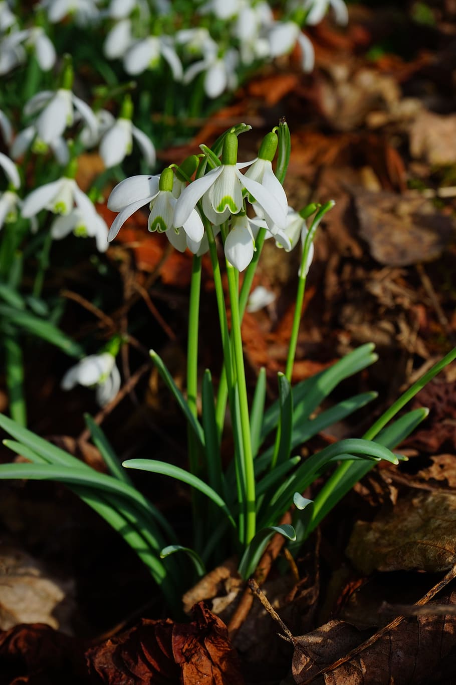 snowdrop, blossom, bloom, spring flower, plant, close, macro HD wallpaper
