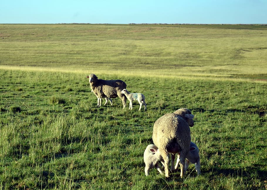 farming, lamb, sheep, livestock, mammal, animal themes, group of animals HD wallpaper