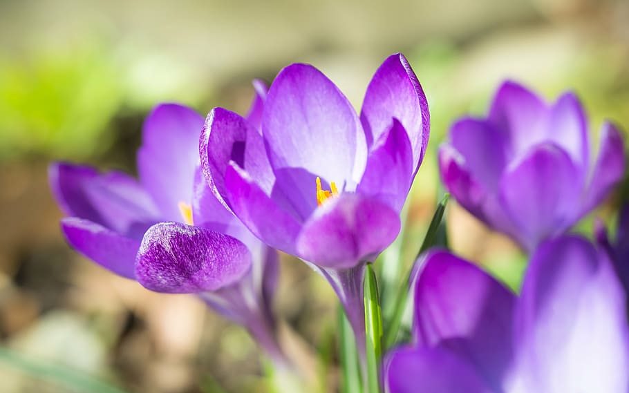 violet blur, crocus, spring, flowers, purple, meadow, stamp HD wallpaper