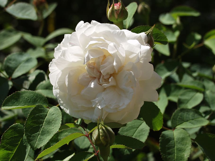 rose, blossom, bloom, white, plant, prickly, garden, flower HD wallpaper