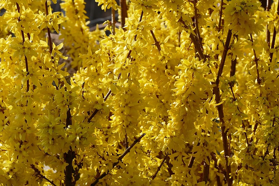 spring, flowers, nature, yellow flower, flowering plant, beauty in nature HD wallpaper