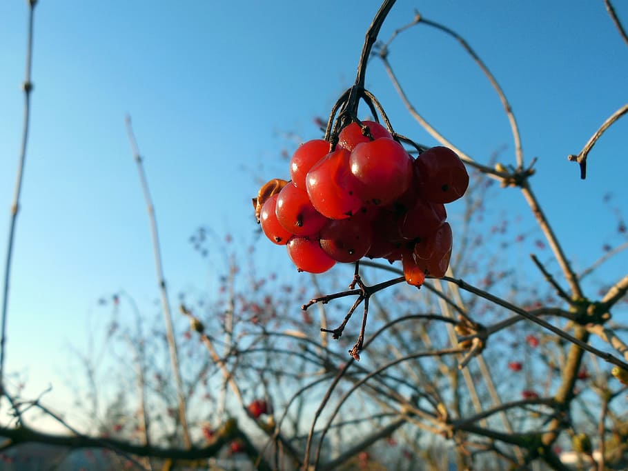 berry, plant, fruit, red, spring, branches, berry red, food HD wallpaper