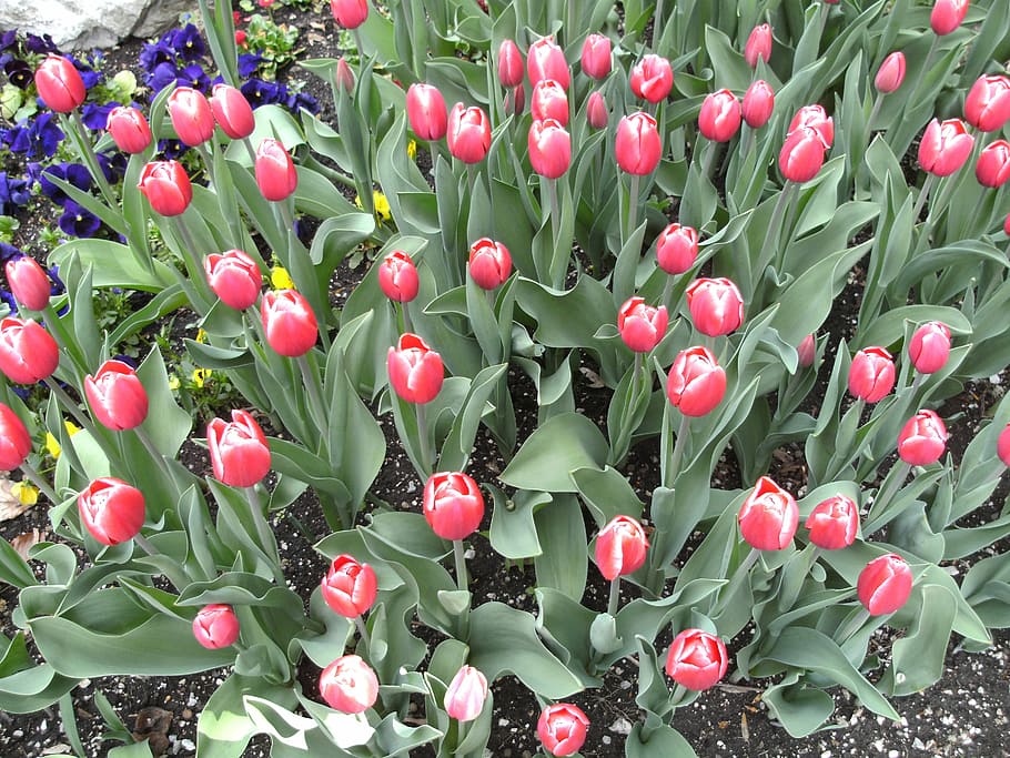 Tulips, Bad, Reichenhall, royal, spa garden, growth, flower HD wallpaper