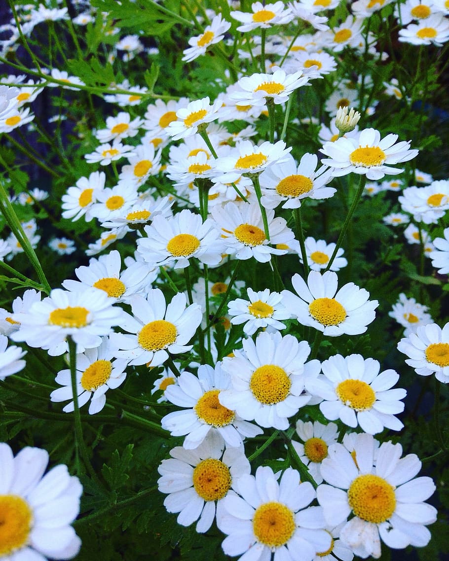 IPhone for Spring 2020 Ginger and Ivory Yellow Daisies HD phone wallpaper   Pxfuel