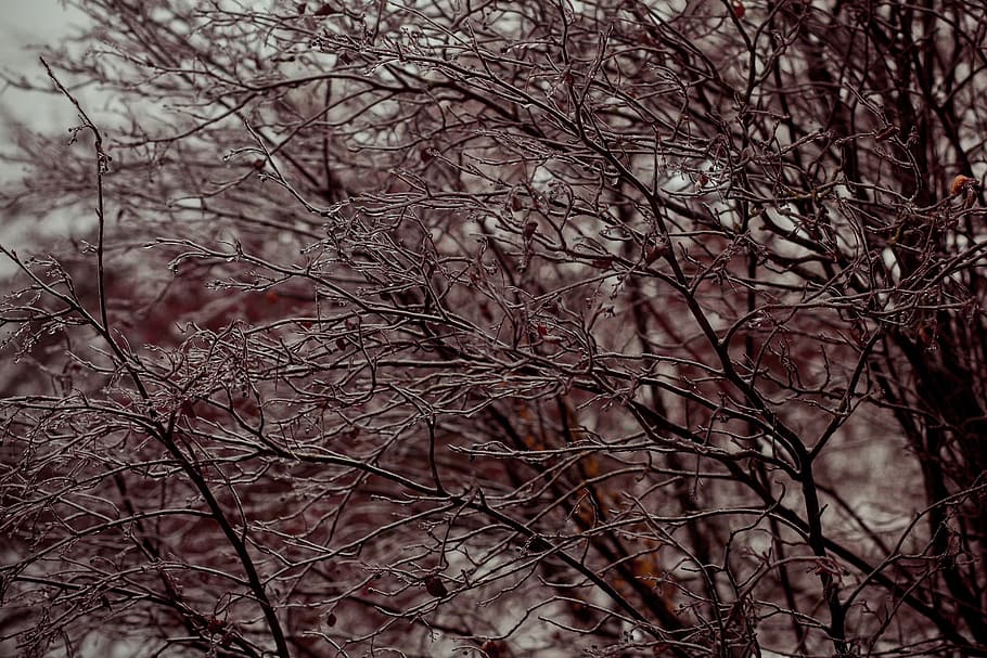 gray day, icing, ice, branch, zing rain, cold, winter, village HD wallpaper