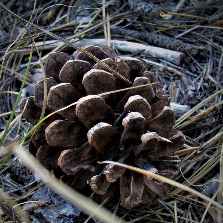 nature, pinecone, needles, flora, wood, outdoors, ground, closeup HD wallpaper