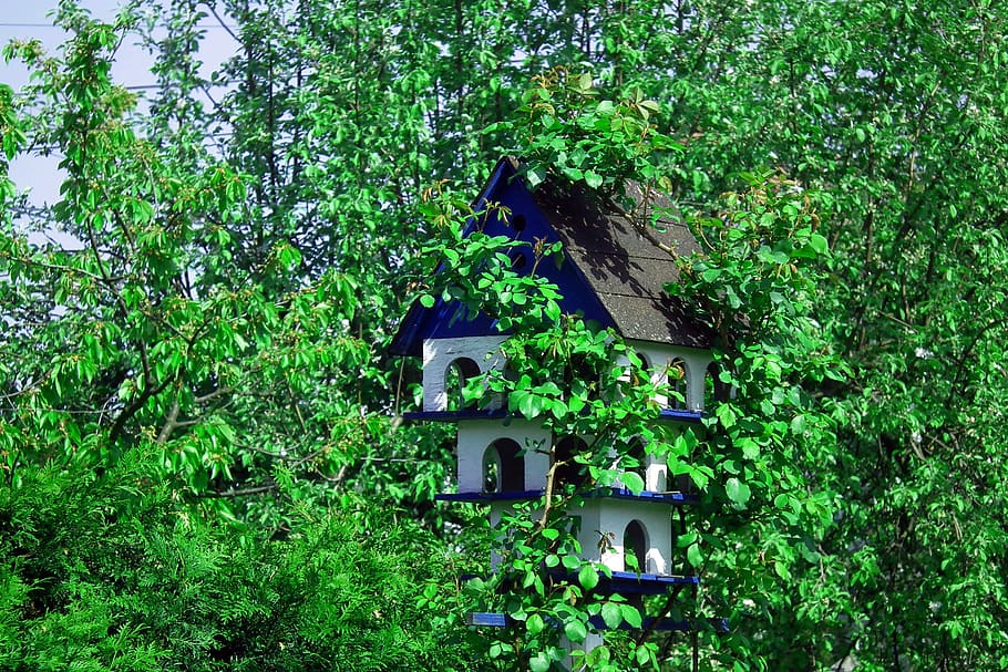 birdhouse, colored, nature, leaf, tree, spring, plant, growth HD wallpaper