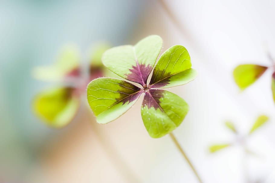 selective focus of green and purple leaf 4-petaled leaf, photography