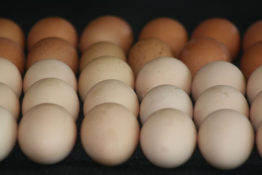 eggs, fresh, natural, organic, food, healthy, natural food HD wallpaper