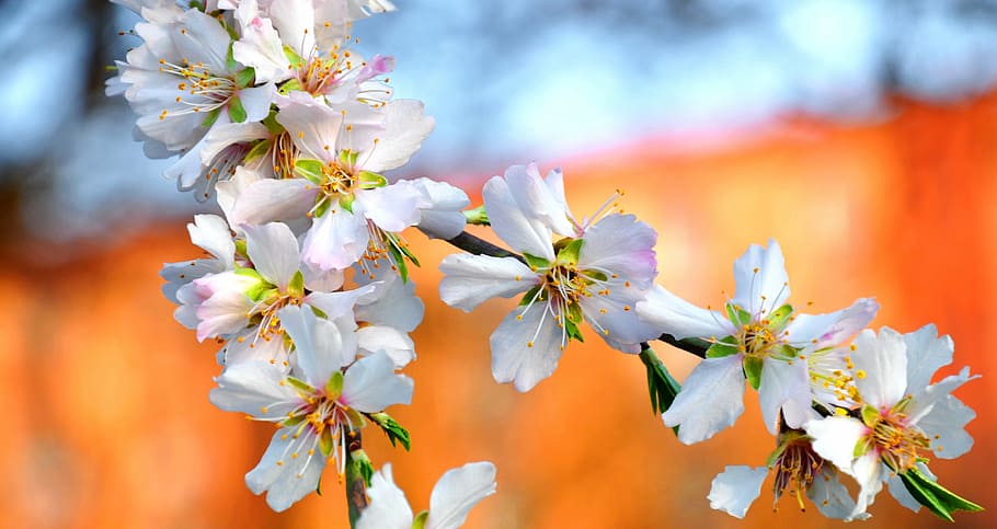 white flowers, spring, almond flower, flowering plant, beauty in nature HD wallpaper