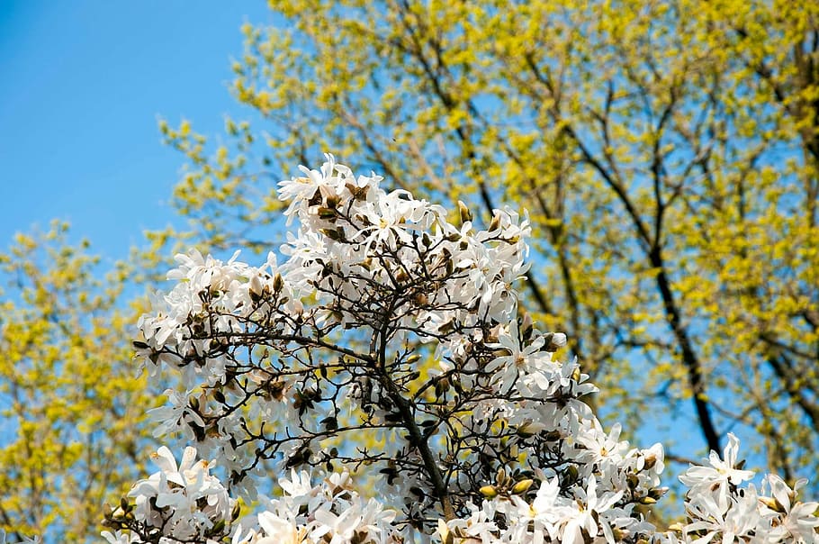 flowers, tree, blossoms, green, plant, bloom, season, spring HD wallpaper