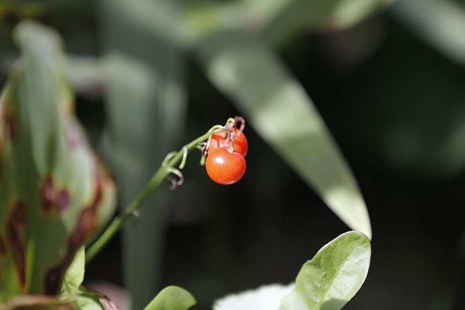 berry, plant, red, bright, rustic, nature, leaf, freshness HD wallpaper