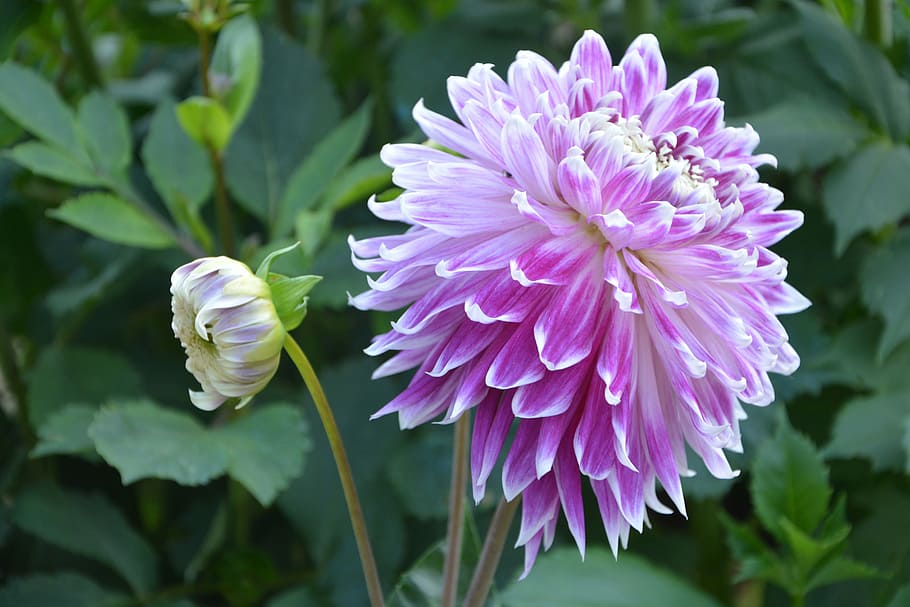 Flowers, Massive, Dahlia, Button, flowers of massive, summer