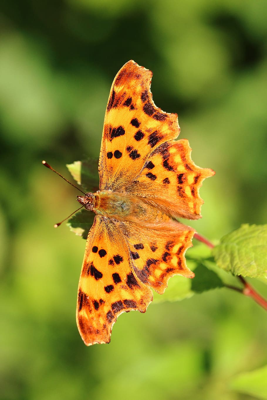 Falter, Macro, Close, edelfalter, c falter, summer, sunlight HD wallpaper