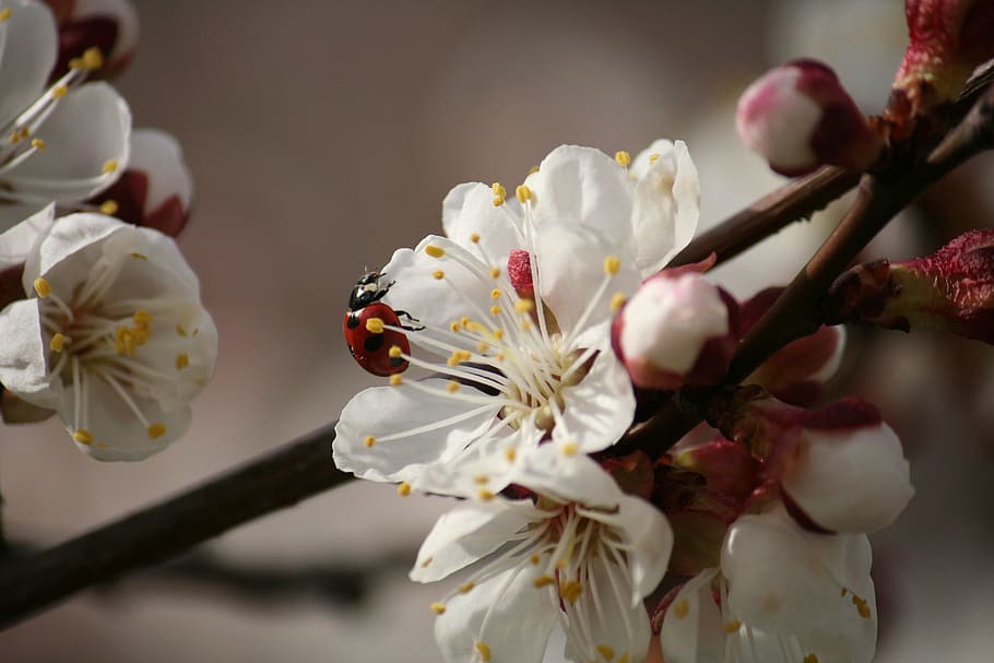 macro, white, tree, petals, closeup, summer, nature, flower HD wallpaper