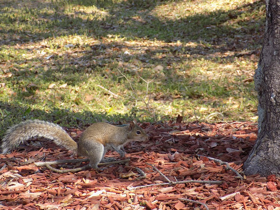 Nature, Squirrel, Cute, Animal, Brown, one animal, animals in the wild HD wallpaper