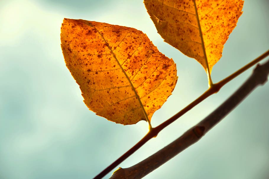 autumn, holidays, yellow, plant part, leaf, nature, close-up HD wallpaper