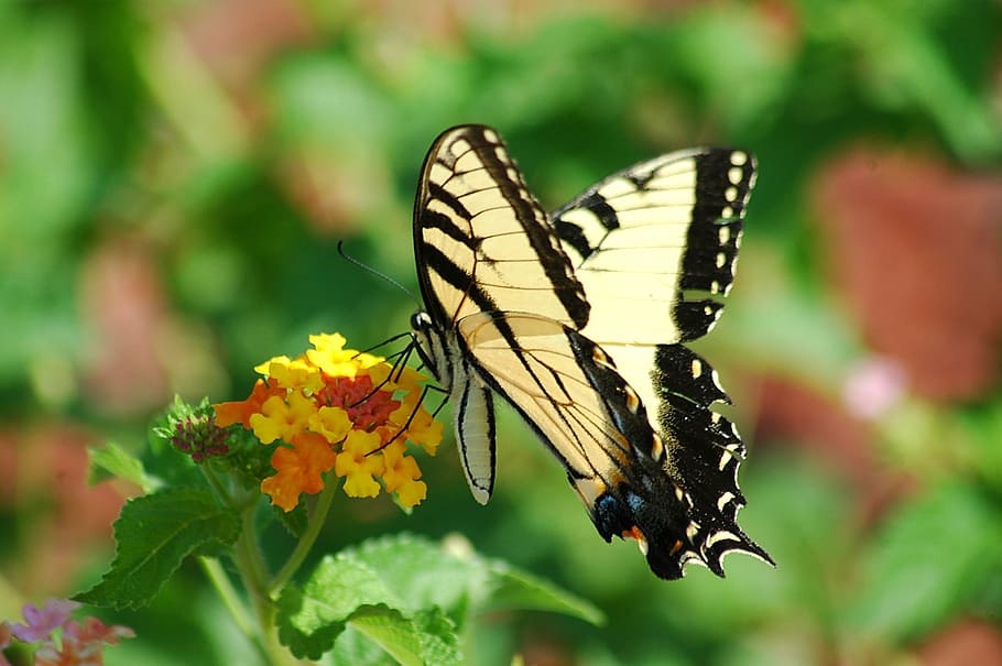 tiger swallowtail butterfly perching on yellow and orange cluster flower at daytime, HD wallpaper