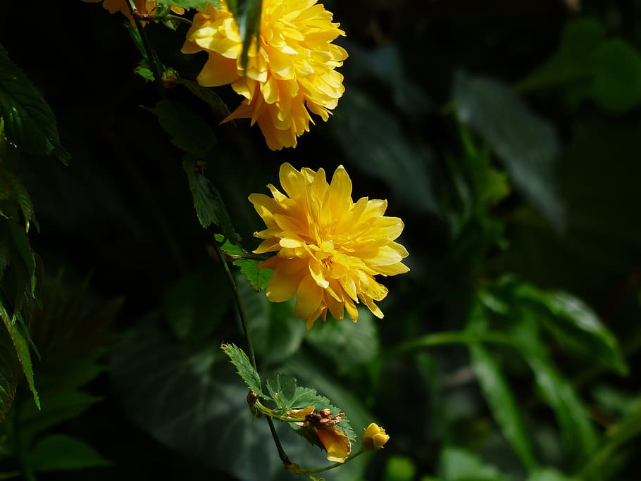 Blossom, Bloom, Yellow, Bush, branch, japanese kerrie, kerria japonica HD wallpaper