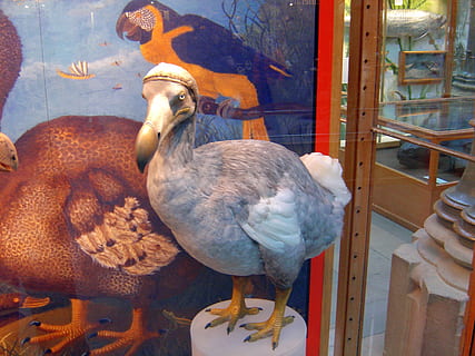 taxidermy of bird standing, dodo, extinct, painting, drawing HD wallpaper