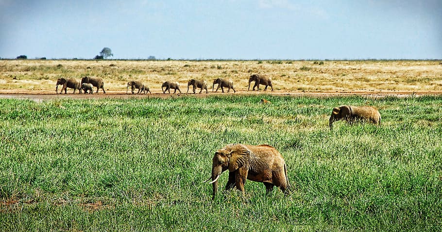 group of elephants on grass, herd of elephants, savannah, safari, HD wallpaper