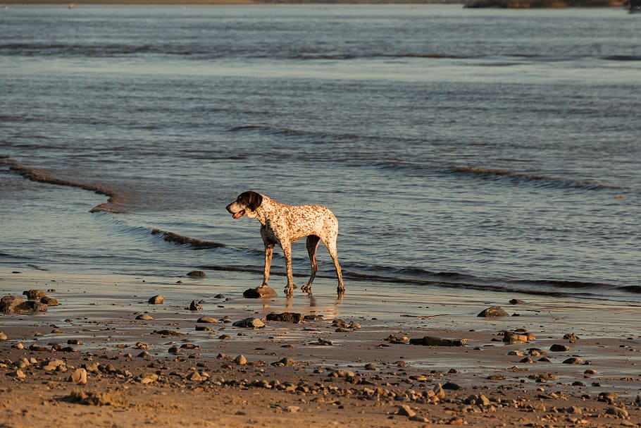 dog, beach, elbe, water, animal, sand, sea, most beach, running dog HD wallpaper