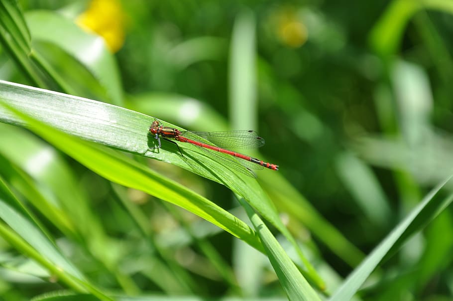 dragonfly, on the grass, invertebrate, animals in the wild HD wallpaper