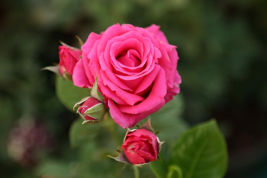 flower, rose, nature, flora, petal, garden, romance, floral HD wallpaper