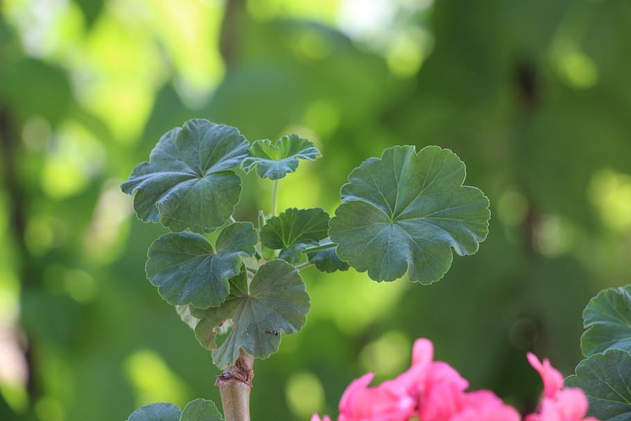geranium, green, blade, natural, be quiet, plant, growth, beauty in nature HD wallpaper
