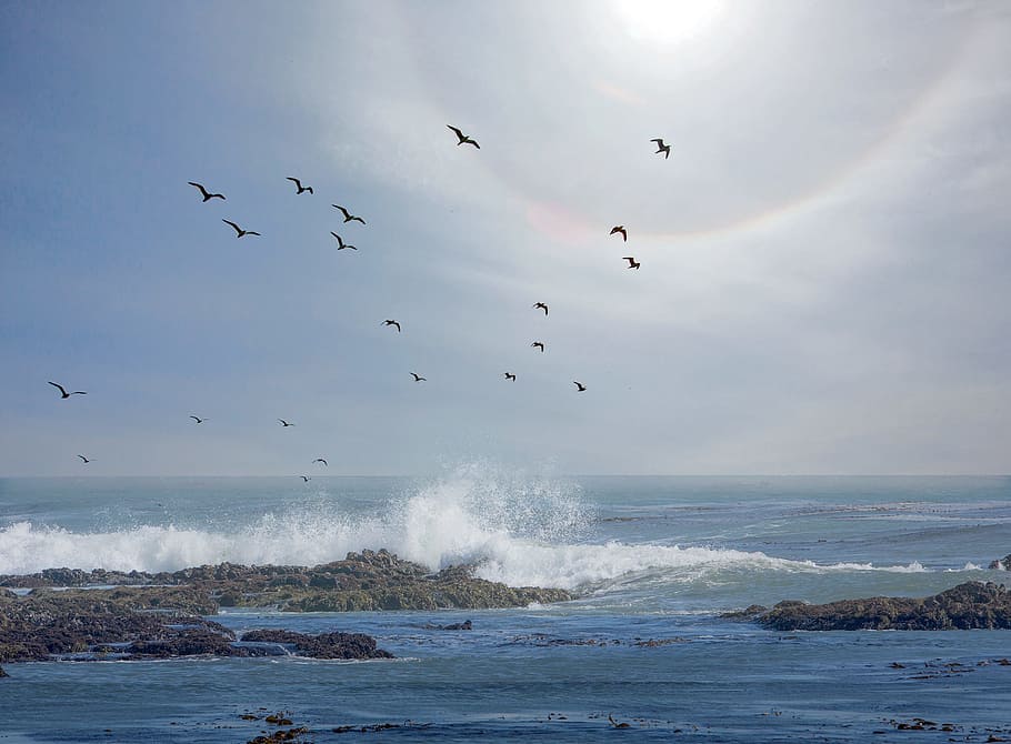 sun ring, pacific ocean, sea, sky, blue, waves, flying, vertebrate HD wallpaper