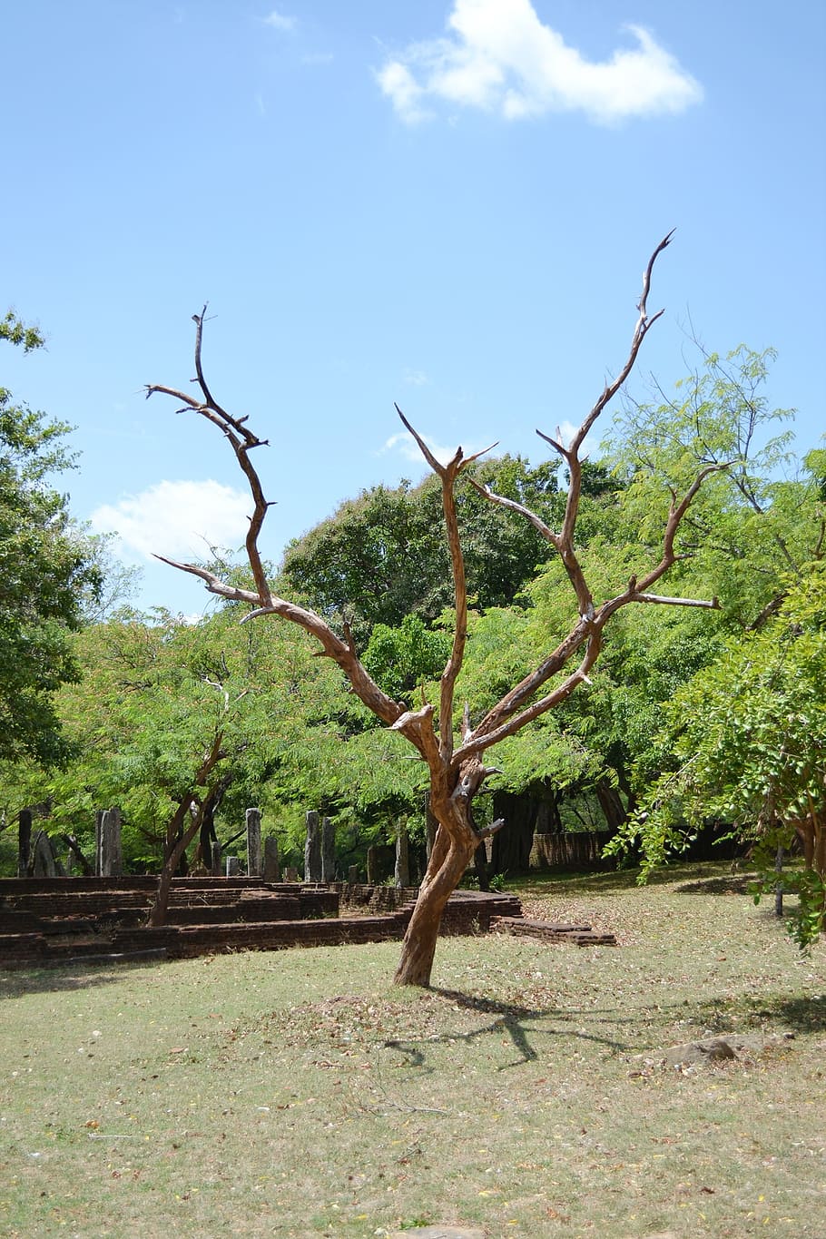 dry tree, branch, grass, polonnaruwa, ancient ruins, historic, HD wallpaper