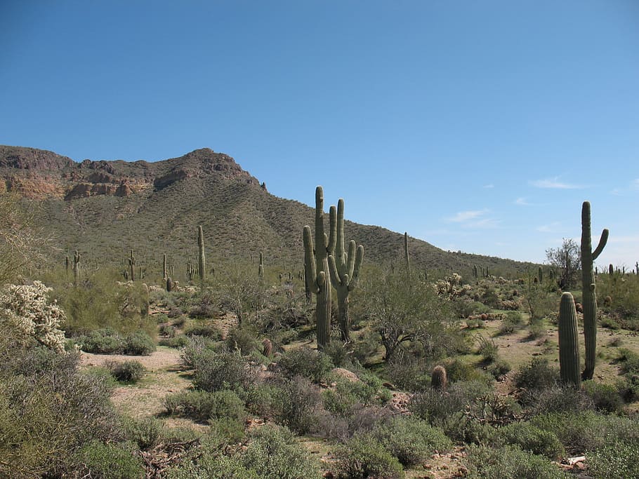green cactus near mountains during daytime, desert, nature HD wallpaper