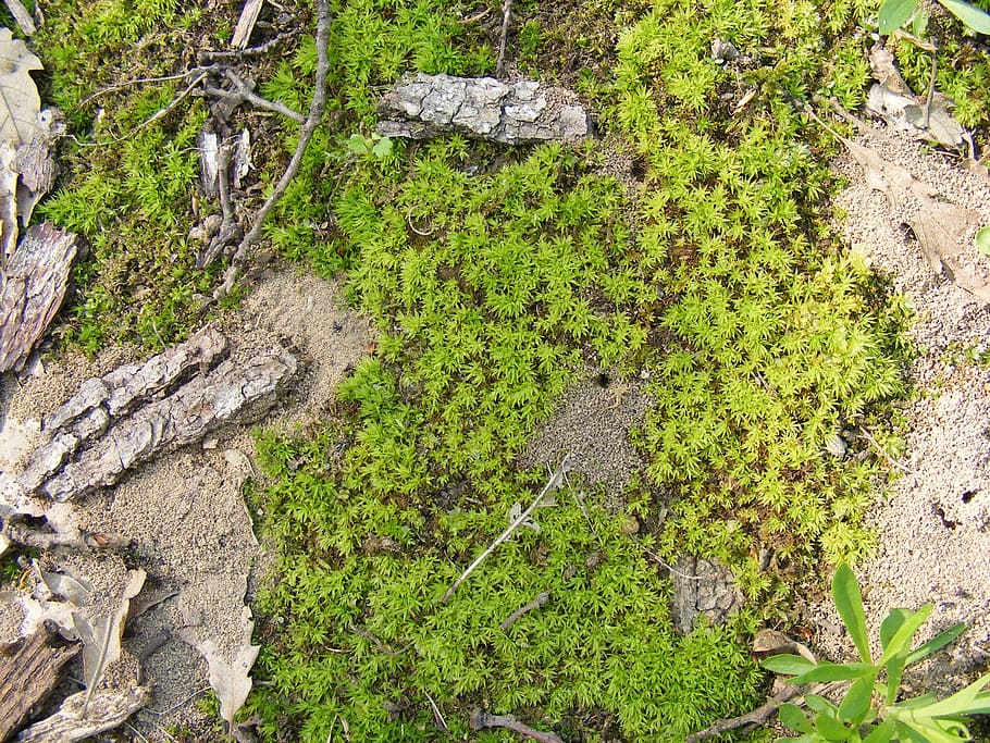 climacium, damp, dendroides, evergreen, moss, northern, shady HD wallpaper