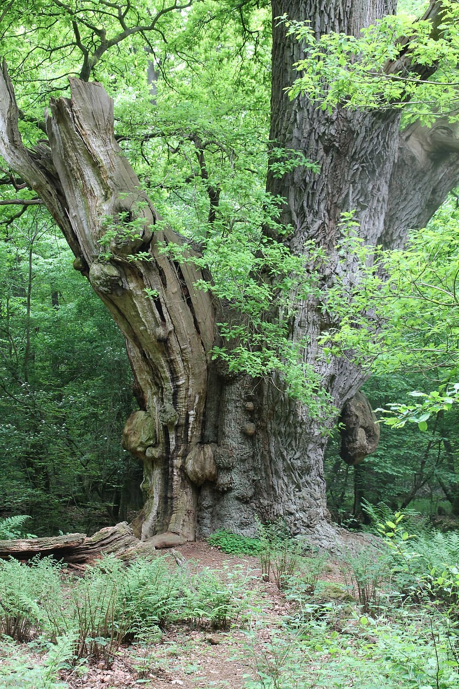 tree, oak, nature, oak tree, plant, growth, trunk, tree trunk HD wallpaper