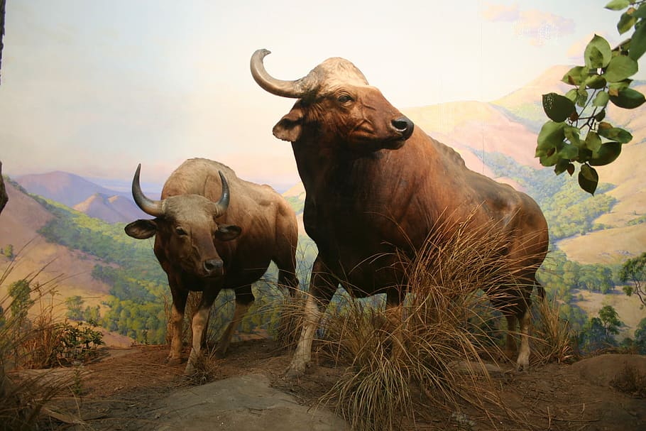Bull, Zoo, animal, horned, wildlife, nature, africa, animals In The Wild HD wallpaper