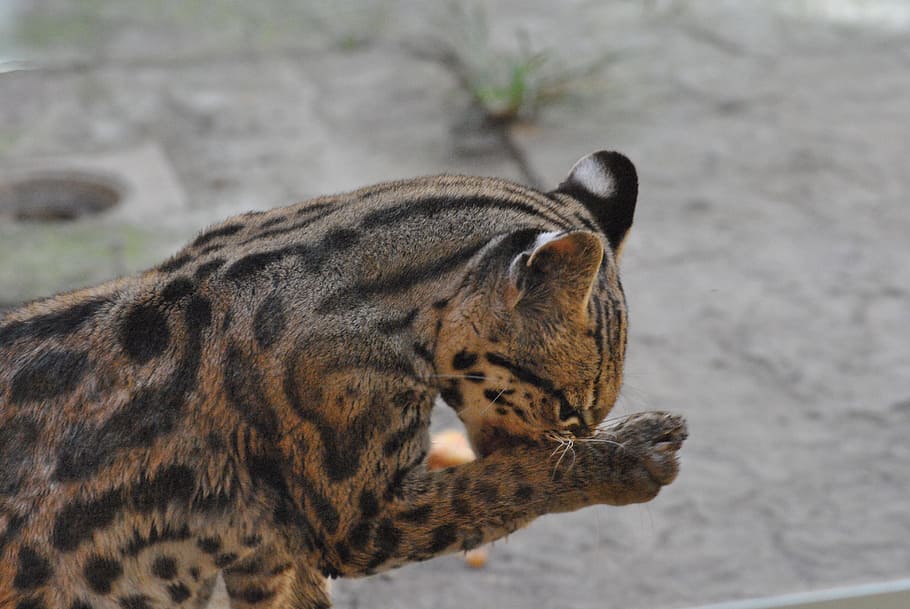 tigrillo, zoo, animal, animal themes, one animal, mammal, feline HD wallpaper