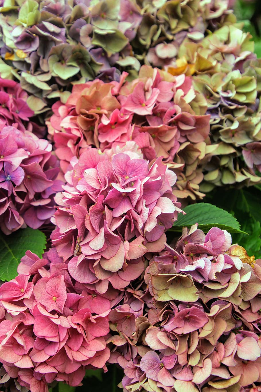 hydrangea, flower, blossom, bloom, close, greenhouse hydrangea HD wallpaper